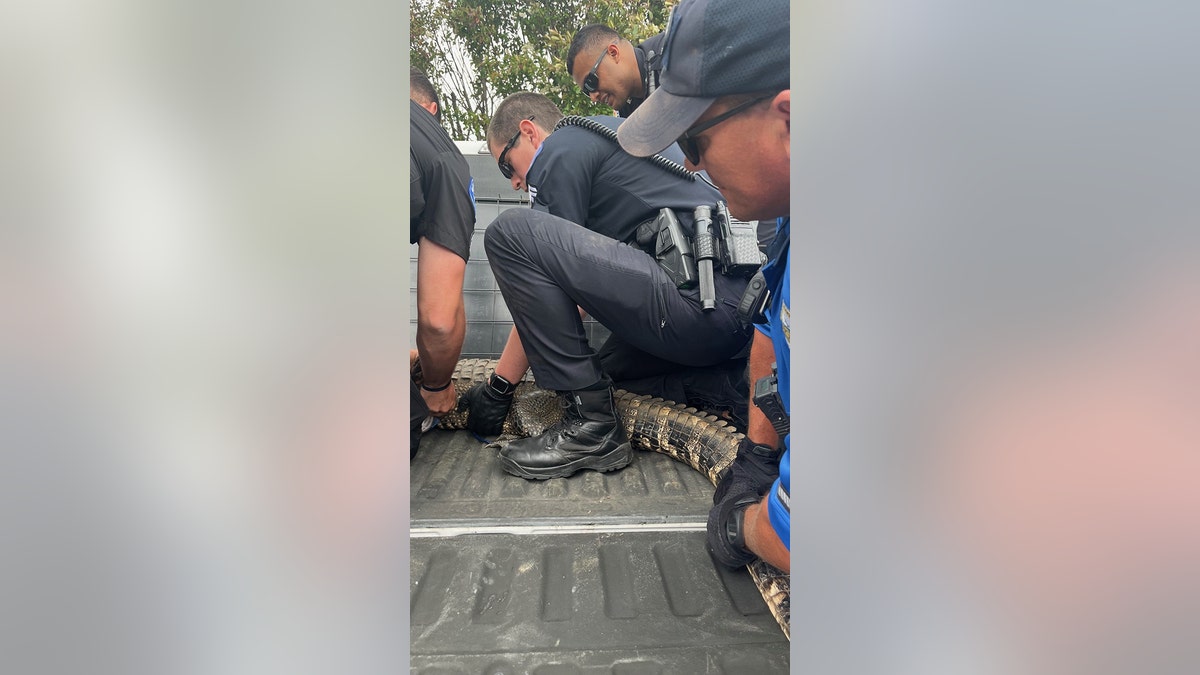 officers holding down alligator