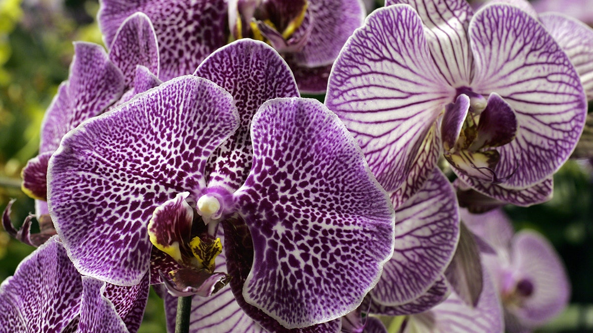 Moth orchids