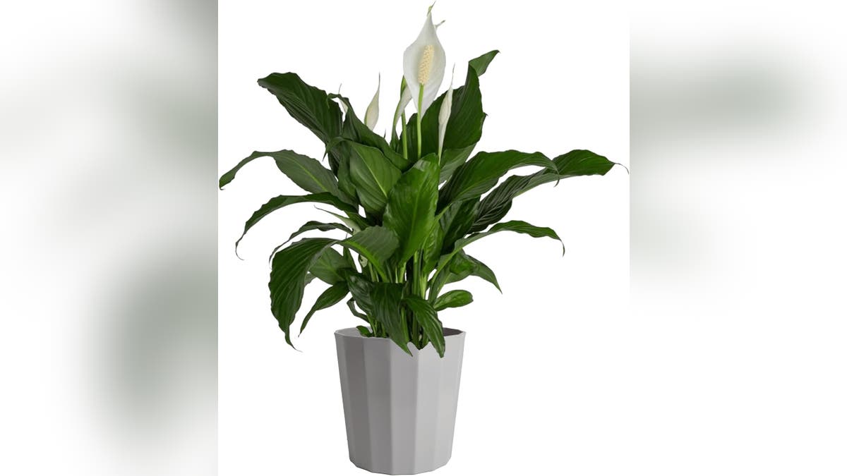 A peace lily is a beautiful addition to any bedroom decor.