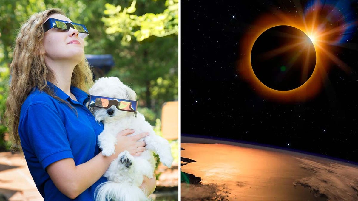 Pet and owner looking in the sun and solar eclipse