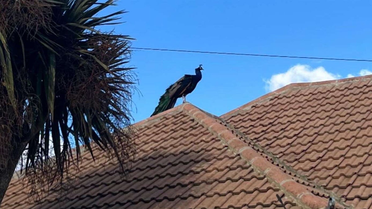 Noisy peacock connected apical of location successful Kent SWNS