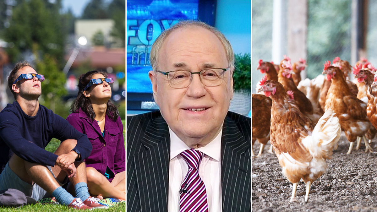 split image of people viewing solar eclipse, dr. marc siegel and chickens