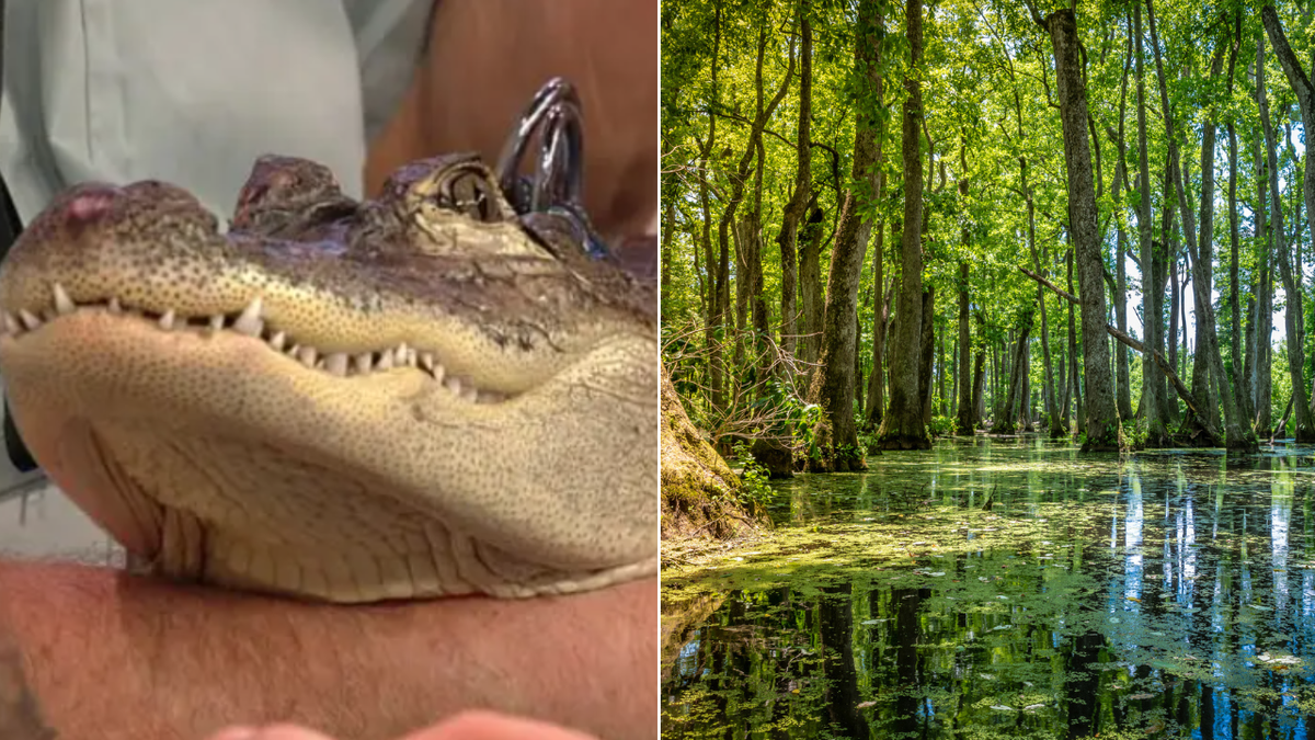 Split image of Wally and a swamp