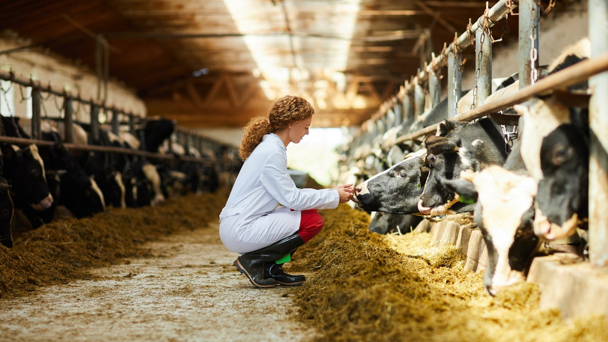 Woman caring for cow