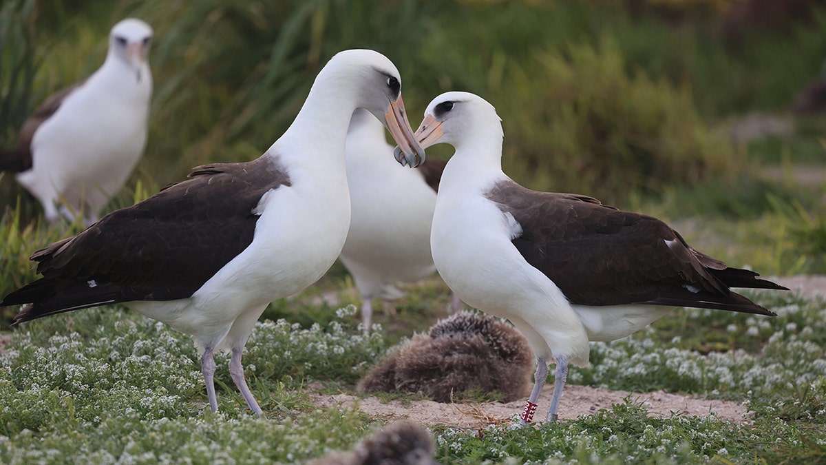 Wisdom the Laysan albatross