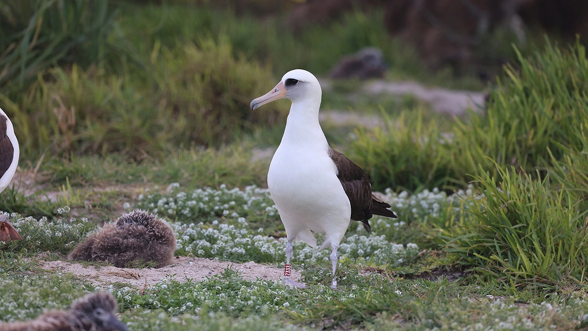 Sabedoria, o albatroz de Laysan