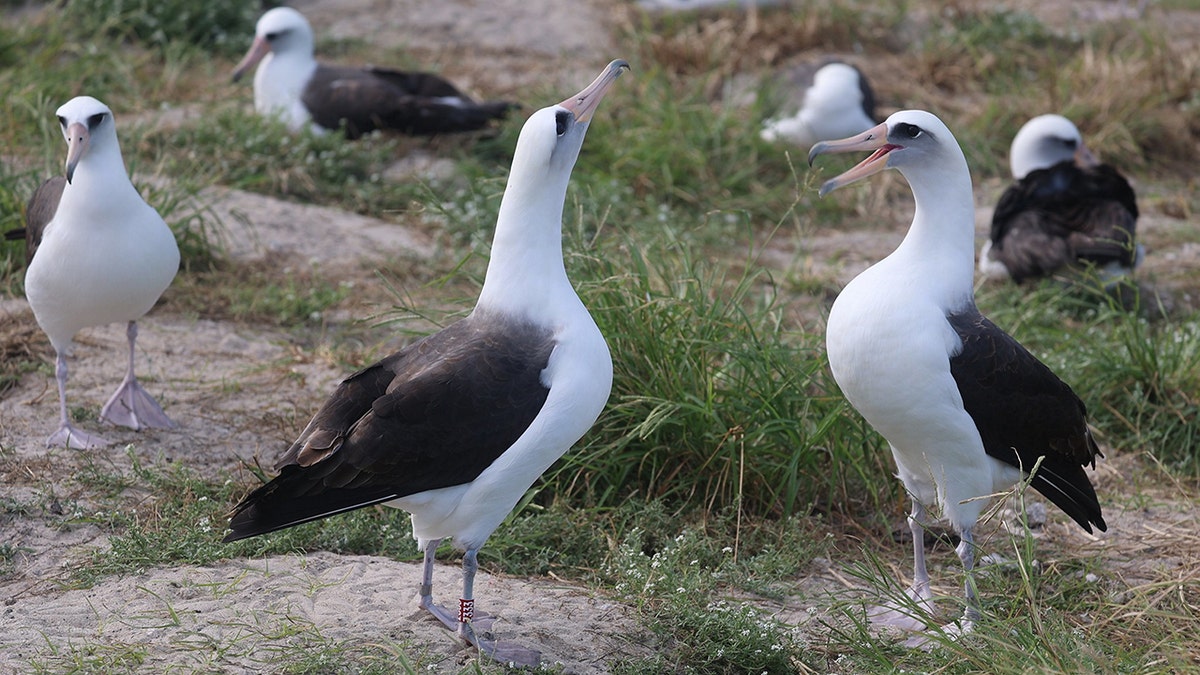 Wisdom the Laysan albatross