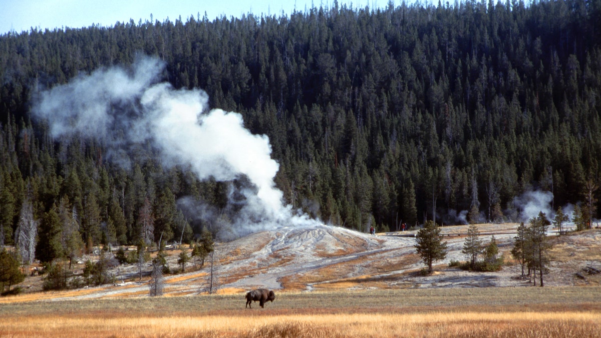 Bison grazes in front of geyser, Yellowstone National Park