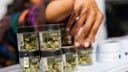 Chicago Catholic university offers courses on running cannabis dispensaries