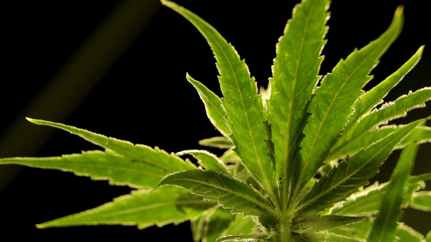 Breaking News: U.S. Drug Enforcement Administration to Reclassify Marijuana as Less Dangerous Drug