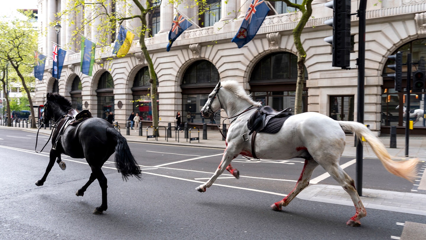 Military Horse Recovering from London Rampage