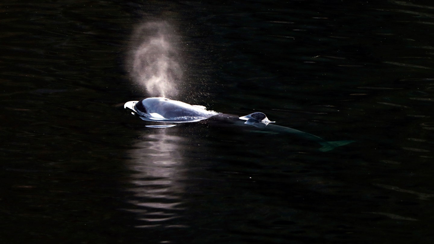 Trapped Orca Calf Breaks Free and Swims Towards Open Sea