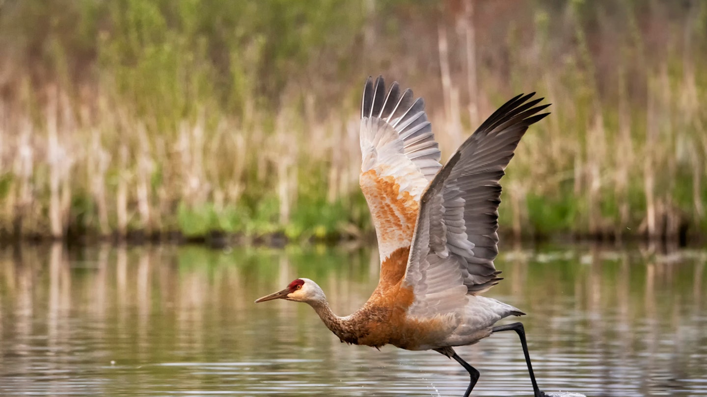 waterfowl