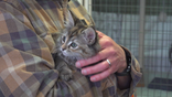 A kitten being held