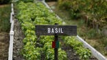 Basil growing in a garden bed