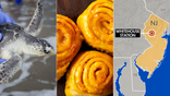 Sea turtle, orange rolls, earthquake in NJ