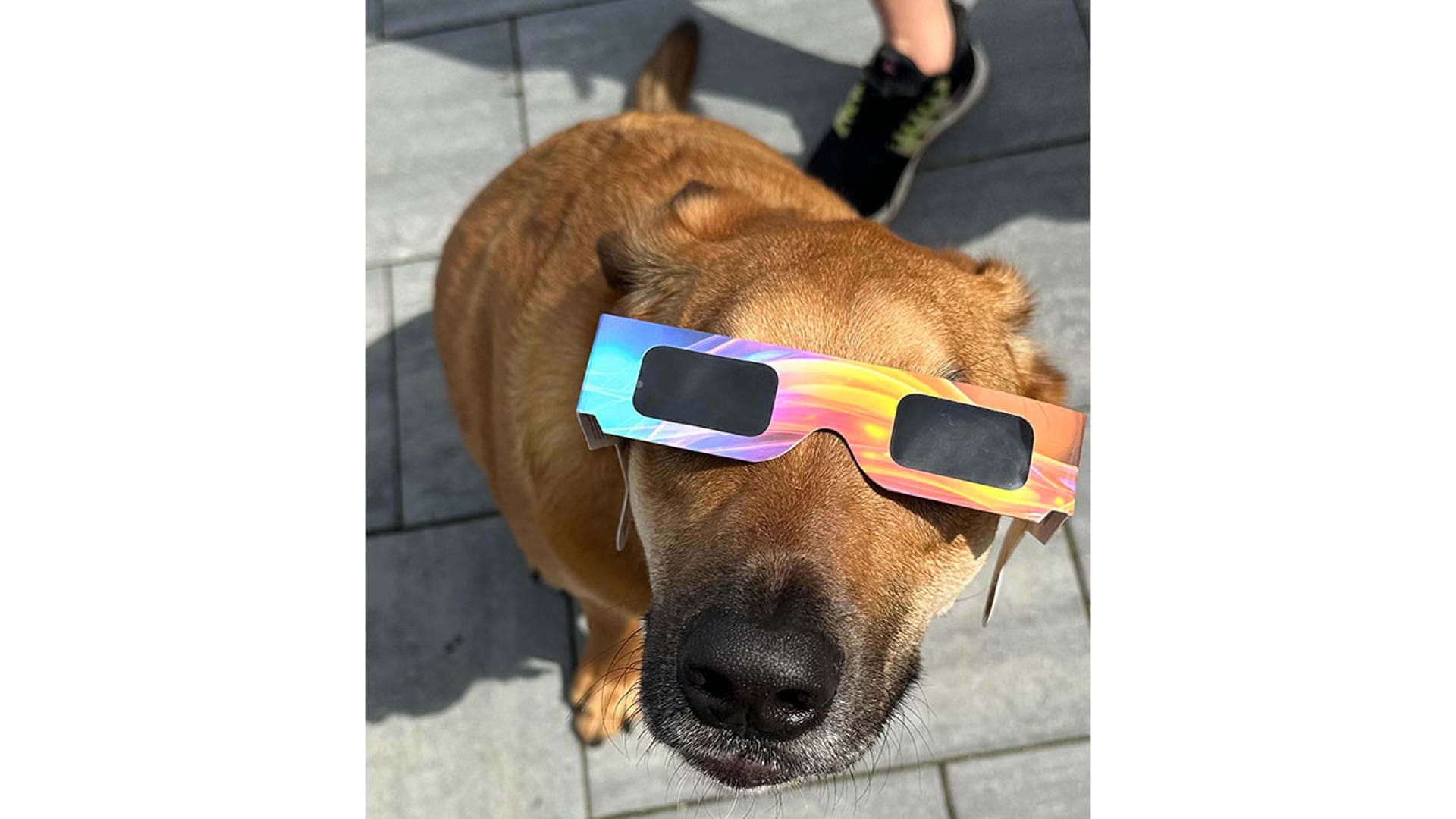 Brantley, dog from Ohio