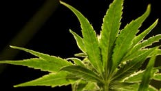 Biden admin will move to reclassify marijuana as 'less dangerous drug' in historic shift