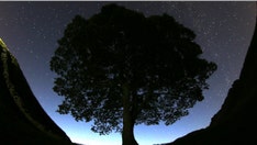 2 men charged with felling 150-year-old ‘Robin Hood’ tree in England