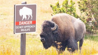 Un hombre de Idaho resultó herido recientemente tras patear a un bisonte en el Parque Nacional de Yellowstone, según informaron las autoridades. (NPS/Jacob W. Frank)
