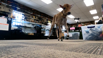 Gun store hires 'udderly' adorable employee abandoned by its mother