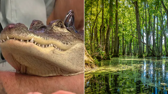Famed emotional support alligator from Pennsylvania stolen during trip