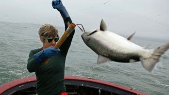 California salmon fishing canceled for second year in row as population wanes