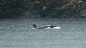 Orca calf stranded in Canadian lagoon to be airlifted and reunited with family, rescuers say