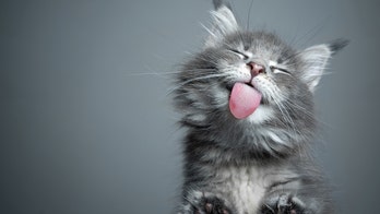 Animal idioms we can't resist: Why do we say ‘cat got your tongue’ and other popular phrases?