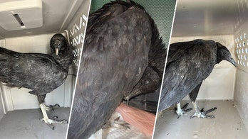 Vultures deemed 'too drunk to fly' after dumpster diving taken to 'rehab' center