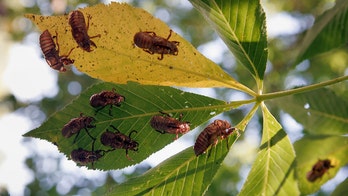 Cicada invasion: An ‘amazing’ American phenomenon and bonanza for anglers