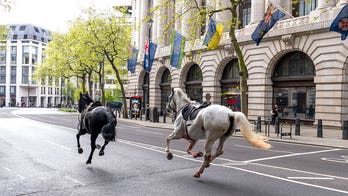 London police capture 2 horses roaming city streets, with more believed to be on the run