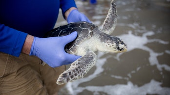 Georgia group and others release 34 rehabilitated sea turtles into ocean after reptiles regained their health
