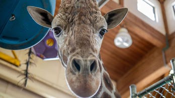 South Dakota zoo's beloved giraffe Chioke euthanized after injury