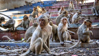 Thai wildlife officials to remove hundreds of monkeys from popular tourist spot