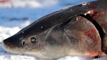 Prehistoric lake sturgeon denied endangered species status, US wildlife officials say