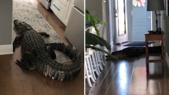 Florida woman shocked to find large alligator crawling through her home: 'I was shaking'