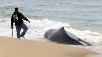 First dead whale of the season washes up on Jersey Shore