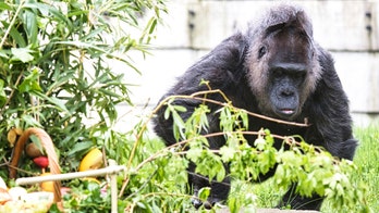 World's oldest known gorilla turns 67 at Berlin Zoo