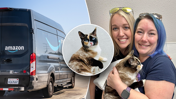 Utah cat accidentally shipped in an Amazon return box, found 650 miles from home by warehouse worker