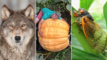 Rare wolf's fate revealed, an upcoming cicada invasion and more trending Lifestyle news