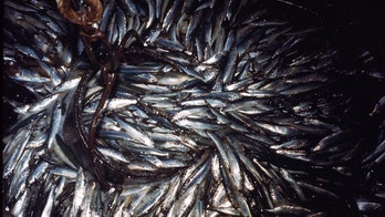 Judge rules feds didn't properly implement plan to restore Pacific sardine population