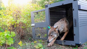 Wolf population on remote island on Lake Superior remain stable while moose numbers decline