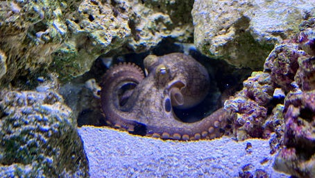 Oklahoma boy's pet octopus is TikTok sensation: 'Wildlife is magnificent'