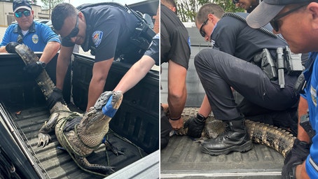 Alabama officers wrangle alligator found hiding in homeowner's garage: 'Got his mouth shut'