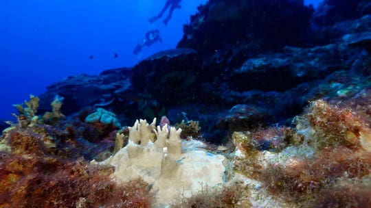 Coral reefs around the world are experiencing mass bleaching in warming oceans, scientists say