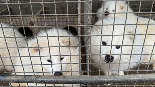 Animal protection group warns of high risk of animal-to-human diseases in Chinese fur farms