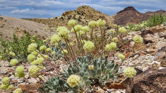 Biden admin advances review of Nevada lithium mine despite concerns over endangered wildflower