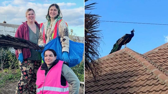 Bird rescue results in catch of loud, squawking peacock that spent months on the run