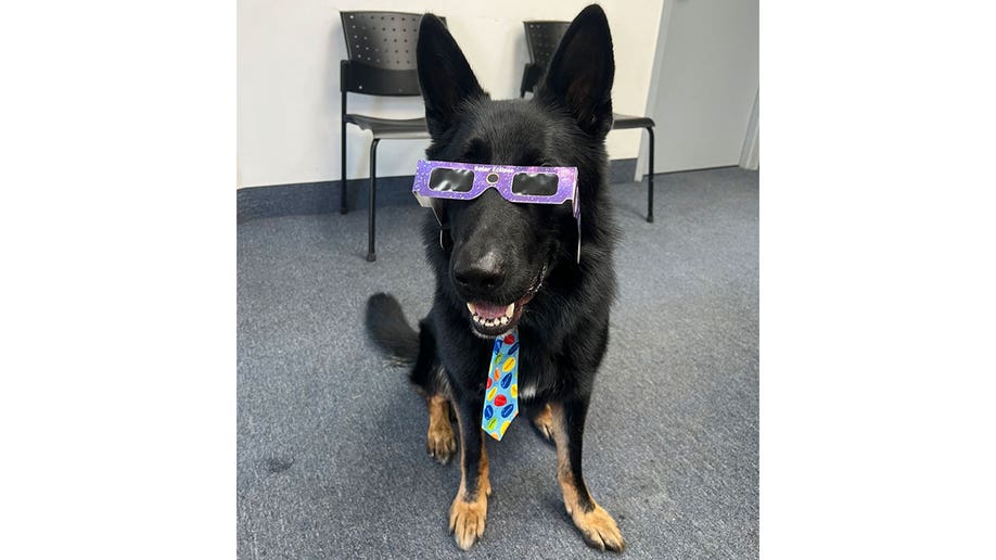 Boone, dog from Mentor, Ohio